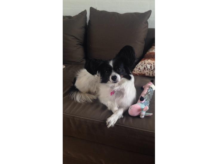 Papillon Berta - Prinsesse Berta  billede 1