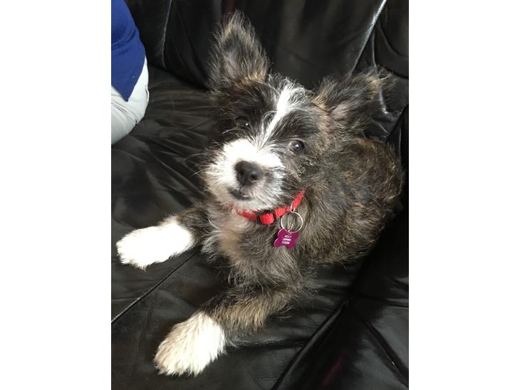 {{currentPhoto.altText}} billede {{currentPhoto.number}}