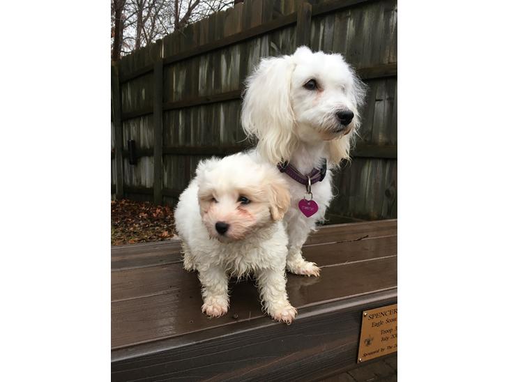 Coton de tulear Casanova billede 1