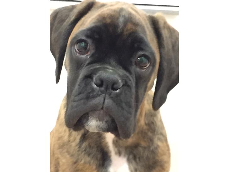 {{currentPhoto.altText}} billede {{currentPhoto.number}}