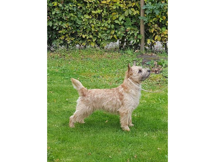 {{currentPhoto.altText}} billede {{currentPhoto.number}}