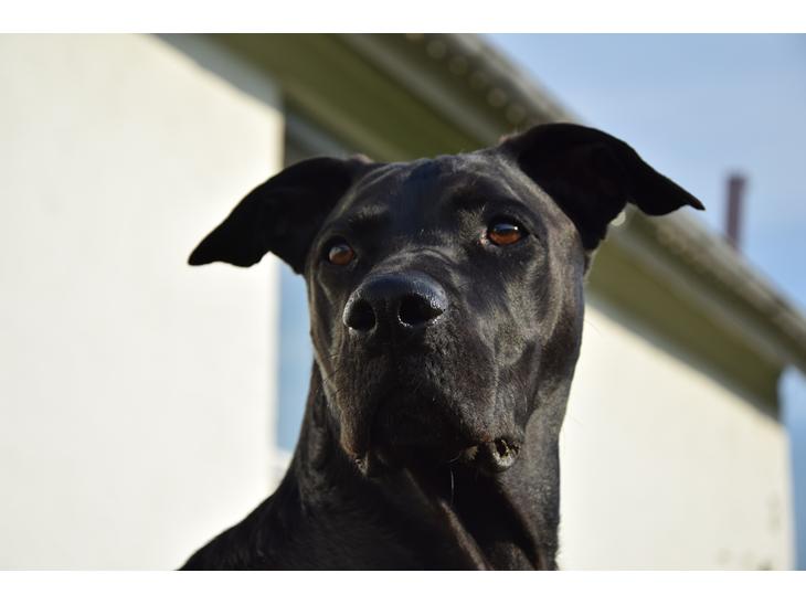 Blanding af racer Xena (hvil i fred <3) billede 1