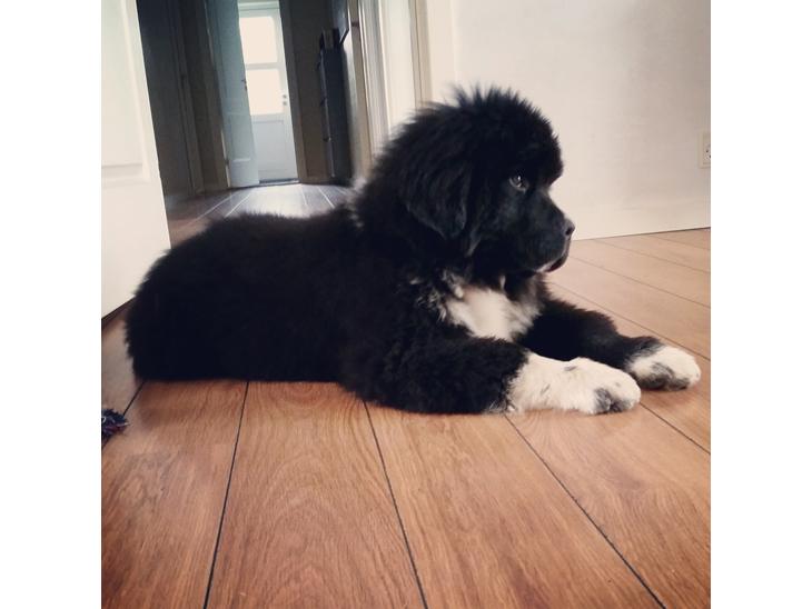 {{currentPhoto.altText}} billede {{currentPhoto.number}}