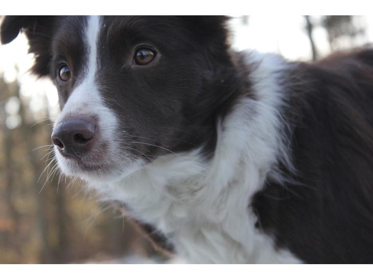 Border collie Pi billede 1