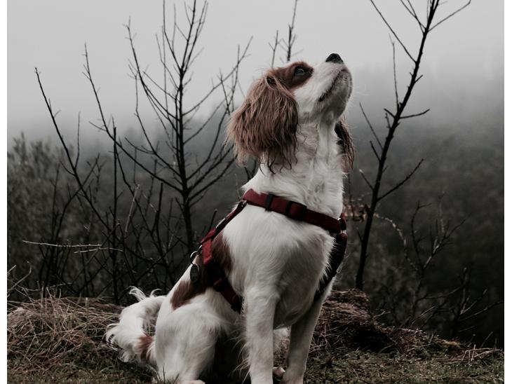 Cavalier king charles spaniel Zika - Spanien vinterferien 2017, 7 mdr gammel billede 1