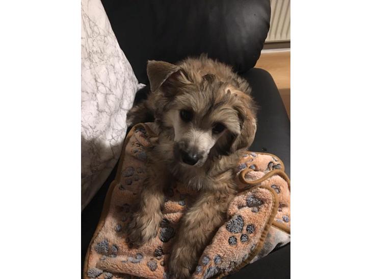 Chinese crested powder puff Kato billede 1