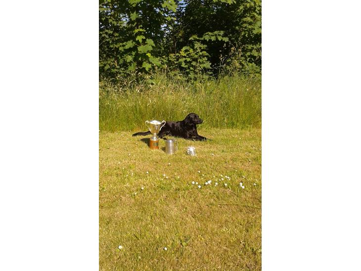 Labrador retriever Høstemark Pixie (Trine) billede 1