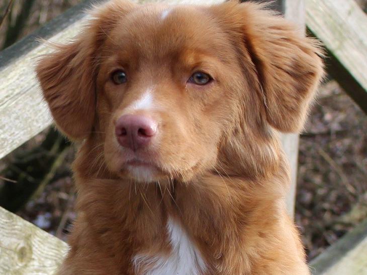 Nova scotia duck tolling retriever Springer Nova's Savanna Of Deye - Savanna 7 måneder billede 1