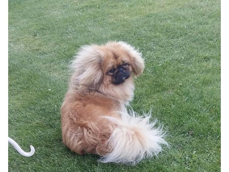 {{currentPhoto.altText}} billede {{currentPhoto.number}}