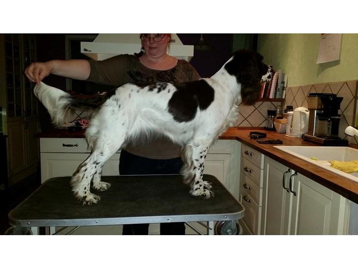 Engelsk springer spaniel Happy Lean´s Aya billede 1
