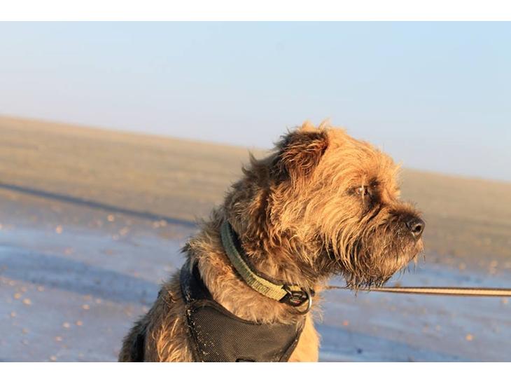 Border terrier Loki  billede 1
