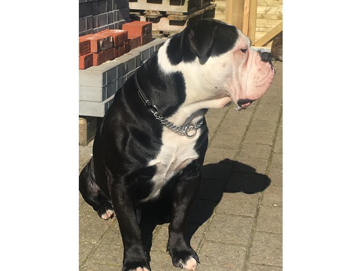 {{currentPhoto.altText}} billede {{currentPhoto.number}}