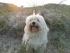 Bichon havanais Sjakke