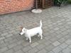 Jack russell terrier Gabi