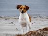 Dansk svensk gaardhund Sørøver Zallie