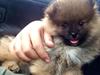 Pomeranian Teddy