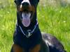 Dobermann Maestro Nero Di Altobello (Snoop)