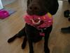 Labrador retriever Molly