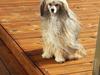 Chinese crested powder puff No Guts No Glorys Alvin