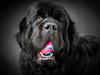 Newfoundlænder La Bella´s Youngster [ Himmelhund]
