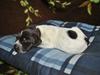 Ruhåret hønsehund Høbjerghus' A Lady (Plet)