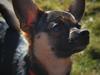 Blanding af racer Ebba (tidligere hund - forældres nu)