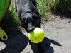 Blanding af racer Malou [ Himmelhund]