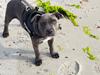 Staffordshire bull terrier Thor