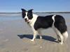 Border collie Ticka