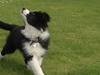 Border collie Antony von Hohen Steg (Coby)