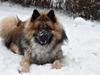 Eurasier Ciwi