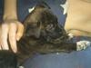 Blanding af racer Mulle R.I.P