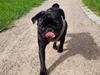 Mops Homer Viggo Hein aka Chulo