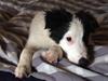 Border collie Twix
