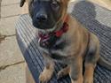 Schæferhund Bessie