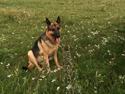 Schæferhund Argo