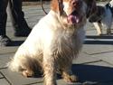 Clumber spaniel Mads - Clumbus Hole In One