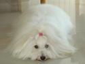 Coton de tulear Jespersen's Savannah