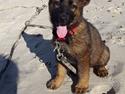 Schæferhund Bayogi Xicki