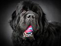 Newfoundlænder La Bella´s Youngster