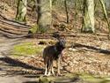 Schæferhund Laika