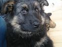 Schæferhund Benji