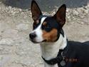 Rat Terrier Seegmillers Enzo