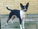 Rat Terrier Solgaards Baloo