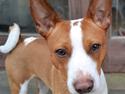 Rat Terrier Solgaards Buddy