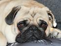 Mops Argil