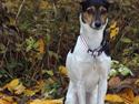 Rat Terrier Maja