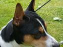 Rat Terrier Seegmillers Floke