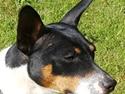 Rat Terrier Seegmillers Frida