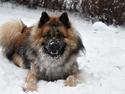 Eurasier Ciwi